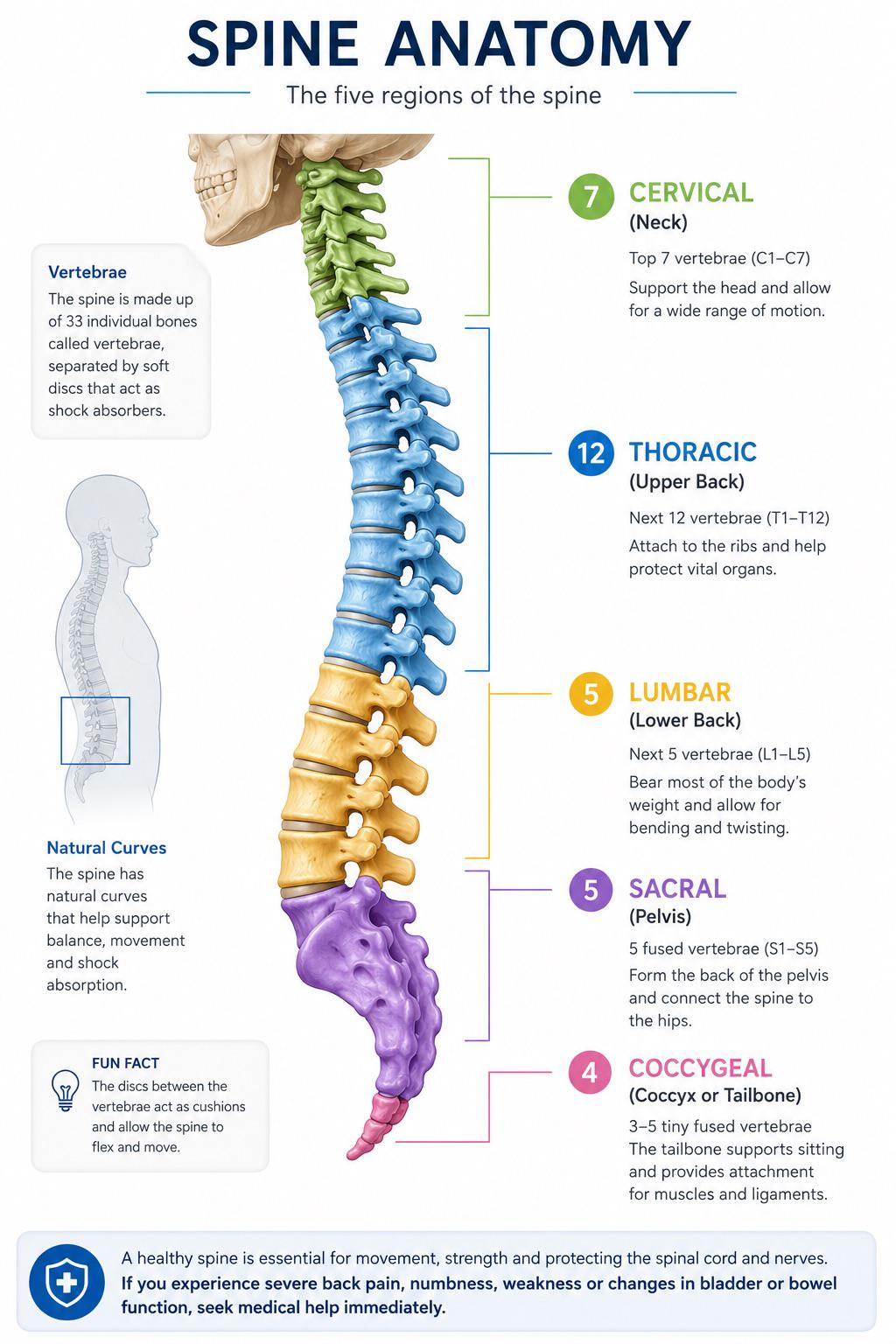 Infographic of human spine anatomy showing the five regions: 7 cervical, 12 thoracic, 5 lumbar, 5 sacral and 3–5 coccygeal vertebrae