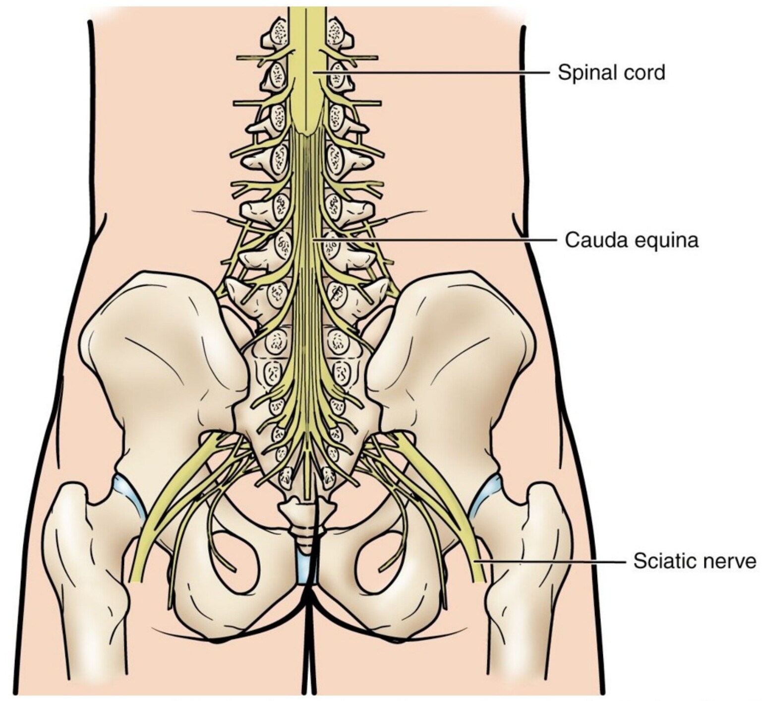 Diagram of the lumbar spine showing the spinal cord ending in the cauda equina nerve roots